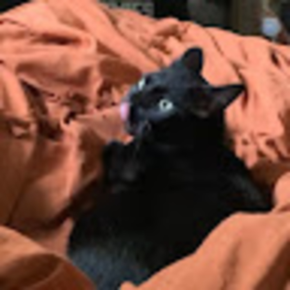 Meet your Posher, Venus